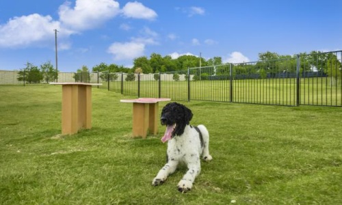 a dog sitting in a grassy field