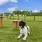 a dog sitting in a grassy field